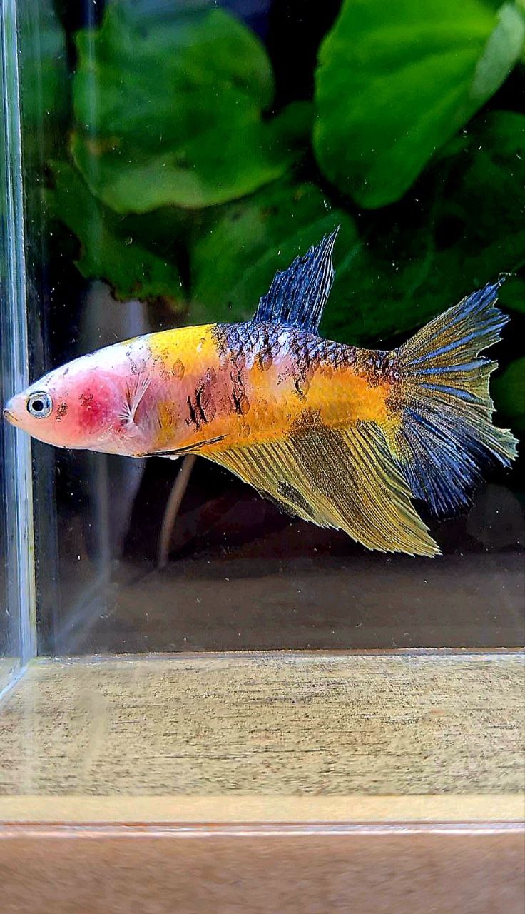 FEMALE HALFMOON YELLOW KOI MULTICOLOR BETTA FISH