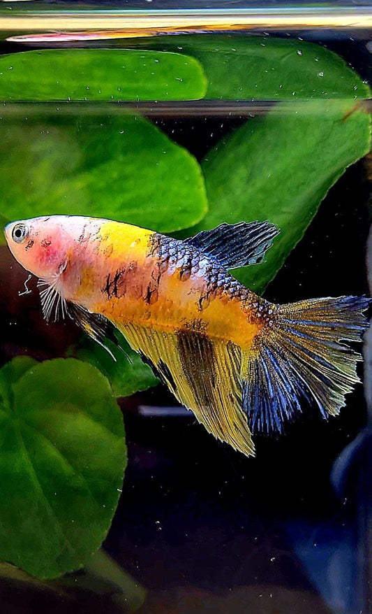 FEMALE HALFMOON YELLOW KOI MULTICOLOR BETTA FISH