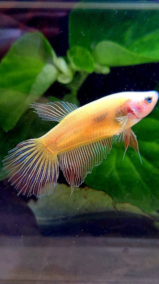 FEMALE VEILTAIL ARMAGEDDON BETTA FISH