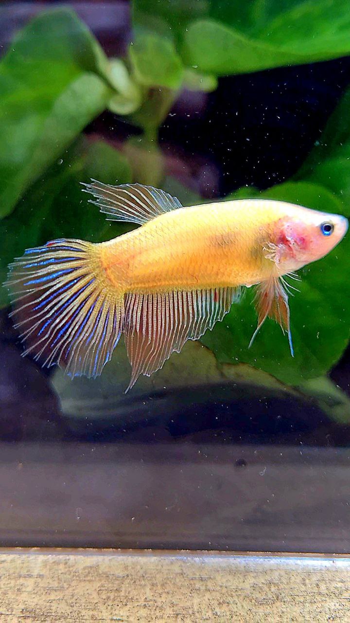 FEMALE VEILTAIL ARMAGEDDON BETTA FISH