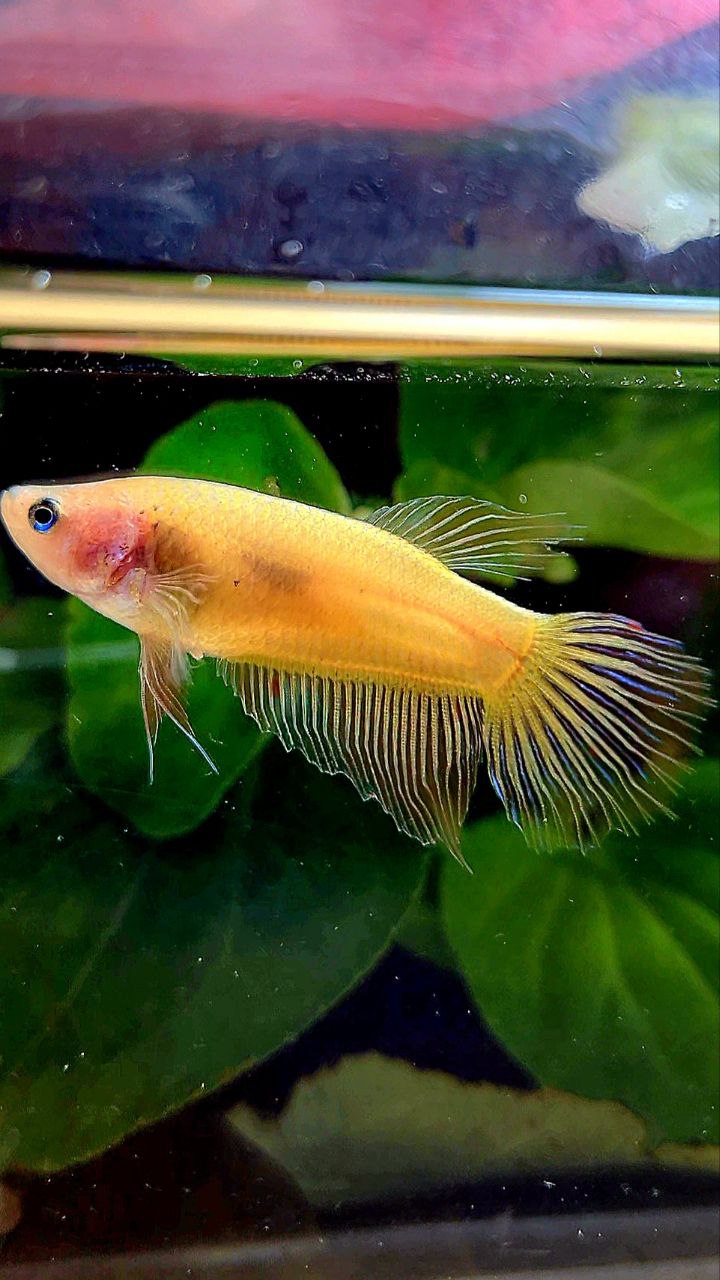 FEMALE VEILTAIL ARMAGEDDON BETTA FISH