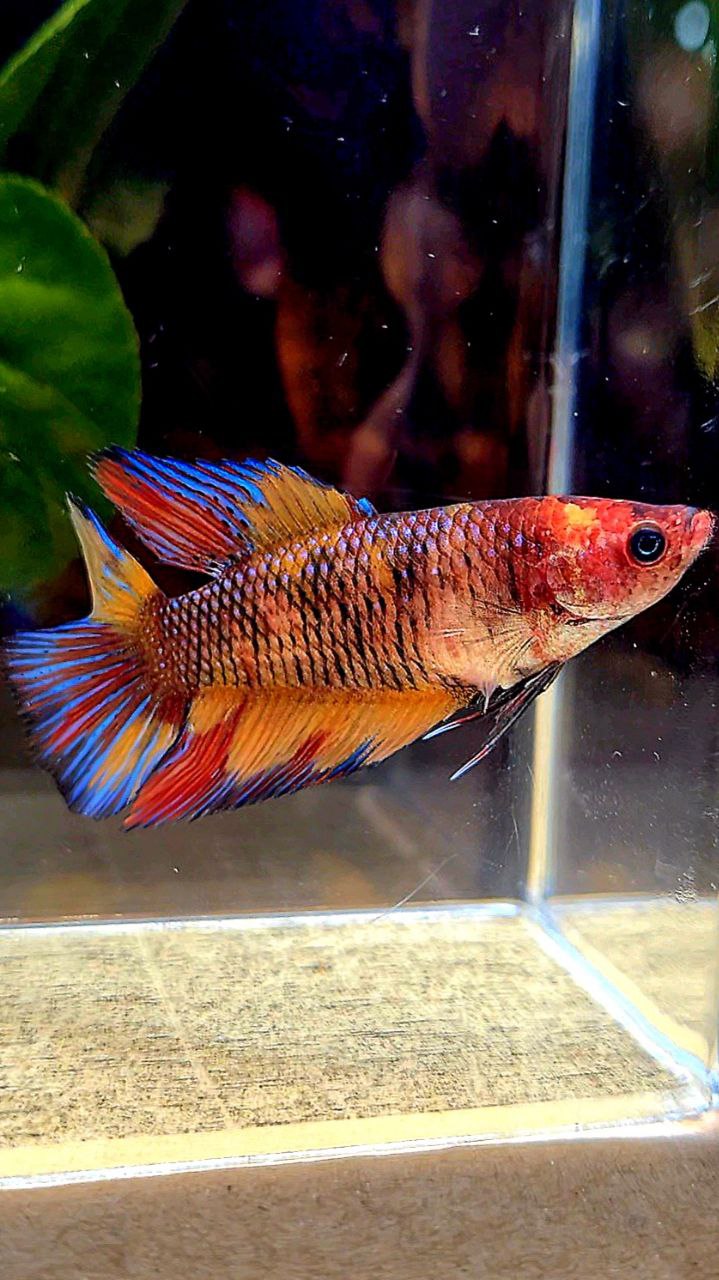 FEMALE VEILTAIL DOUBLE TAIL METTALIC MULTICOLOR BETTA FISH