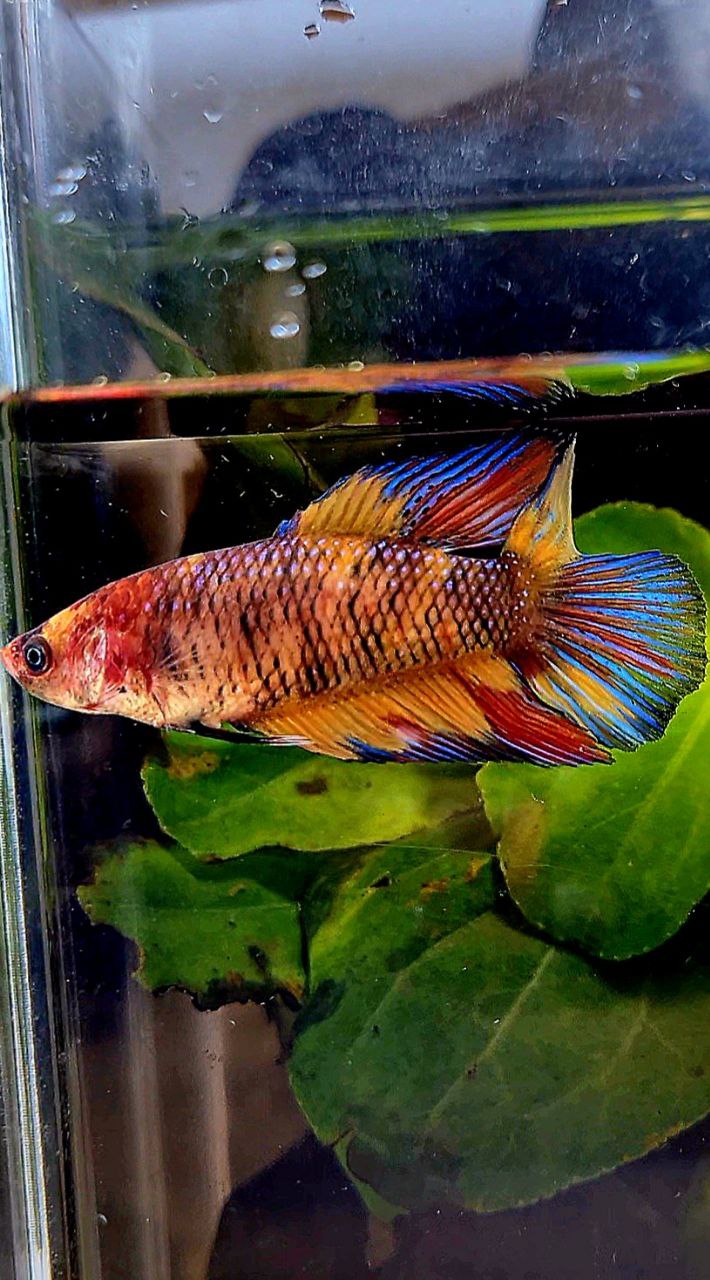FEMALE VEILTAIL DOUBLE TAIL METTALIC MULTICOLOR BETTA FISH