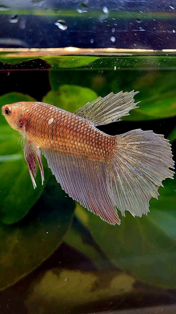 FEMALE HALFMOON COPPER KOI BETTA FISH