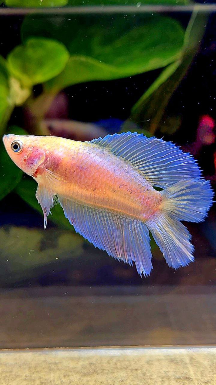FEMALE HALFMOON DOUBLE TAIL WHITE PINK FLAMINGGO BETTA FISH