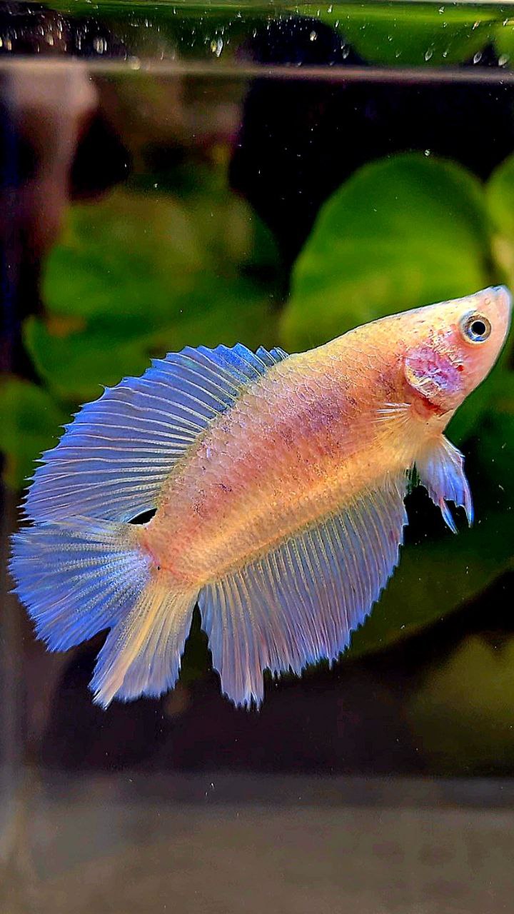 FEMALE HALFMOON DOUBLE TAIL WHITE PINK FLAMINGGO BETTA FISH