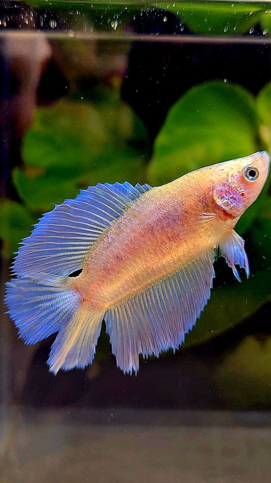 FEMALE HALFMOON DOUBLE TAIL WHITE PINK FLAMINGGO BETTA FISH