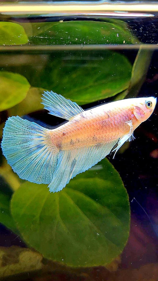 FEMALE HALFMOON WHITE BLUE DOTS MARBLE BETTA FISH