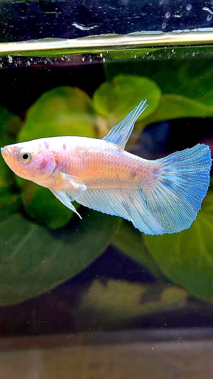FEMALE HALFMOON WHITE BLUE DOTS MARBLE BETTA FISH