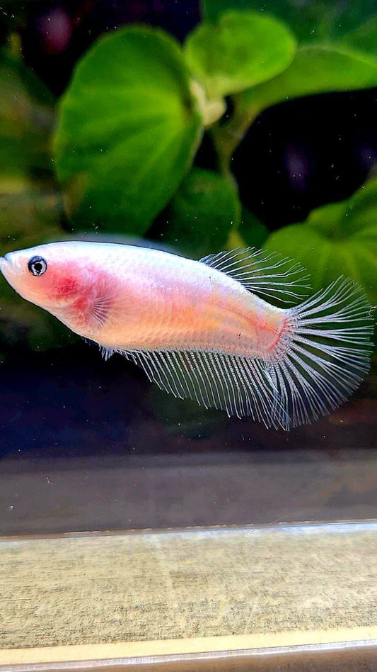 FEMALE HALFMOON CELLPOHANE TRANSPARENT BETTA FISH