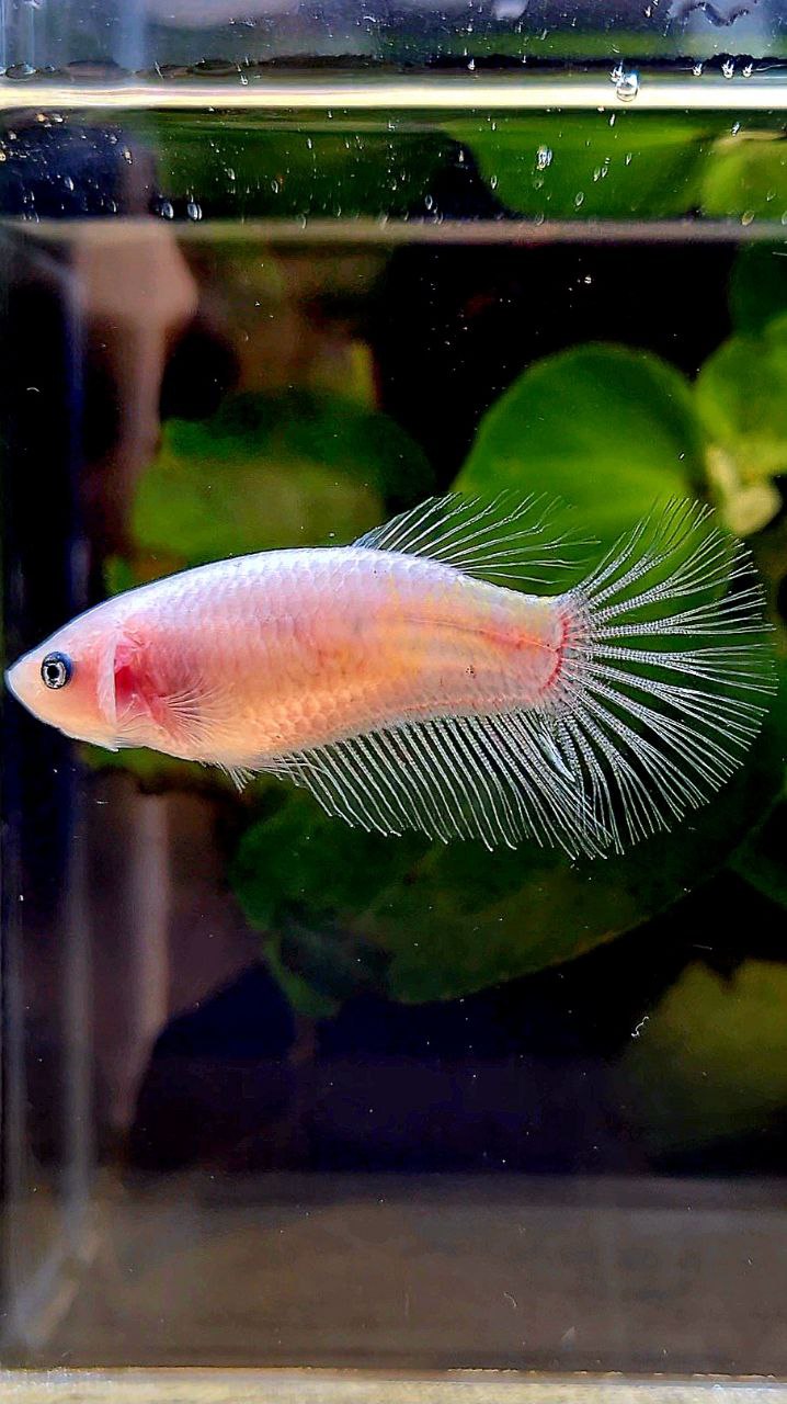 FEMALE HALFMOON CELLPOHANE TRANSPARENT BETTA FISH