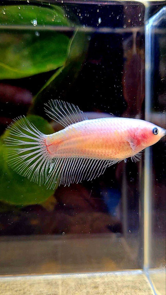 FEMALE HALFMOON CELLPOHANE TRANSPARENT BETTA FISH