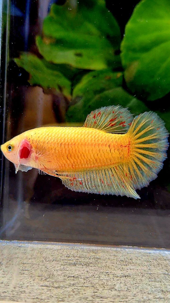 Vanda Color Betta FEMALE PLAKAT YELLOW VANDA BETTA FISH – Rare Betta Fish Store