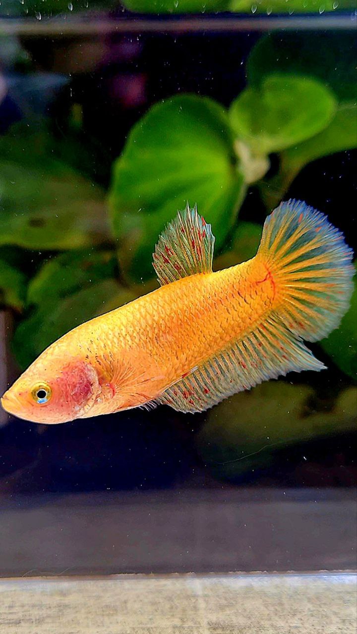 FEMALE PLAKAT YELLOW VANDA BETTA FISH – Rare Betta Fish Store