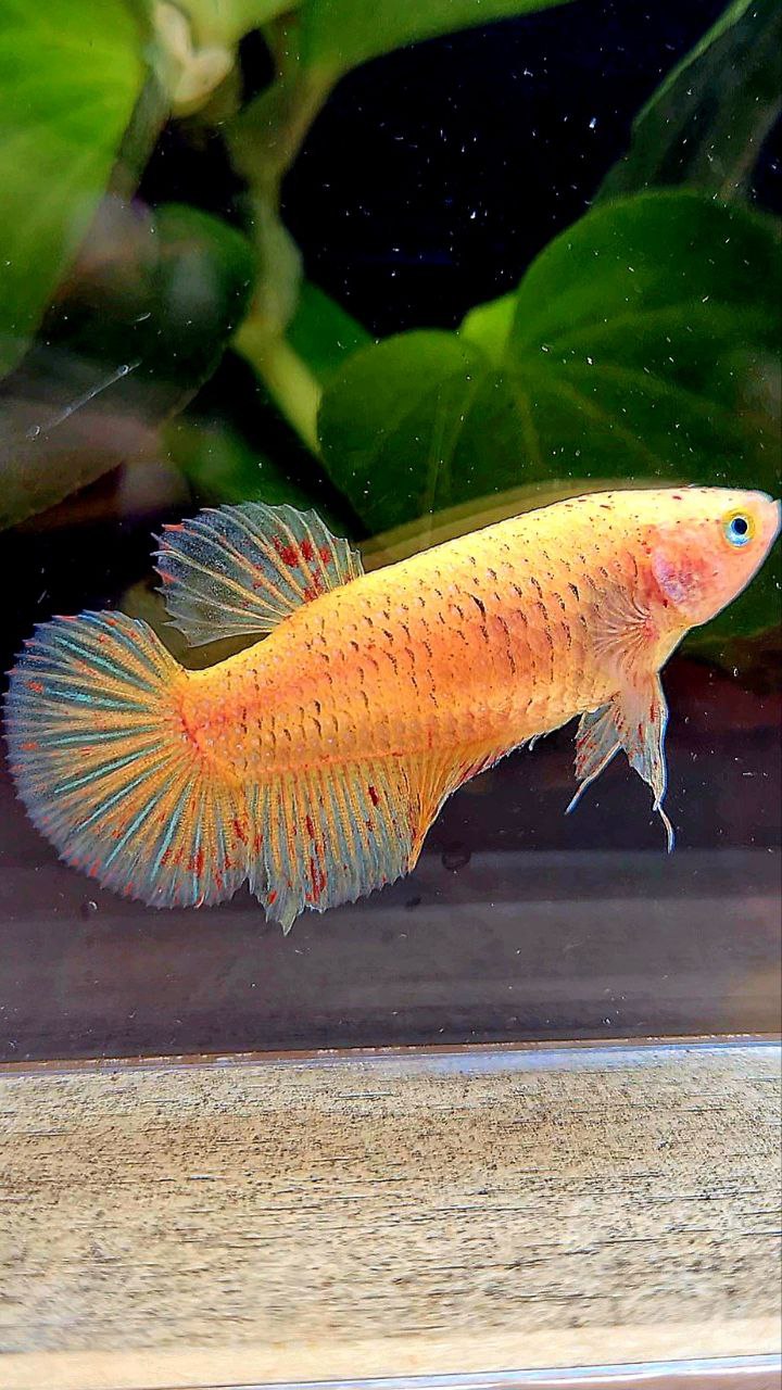 FEMALE PLAKAT YELLOW VANDA BETTA FISH