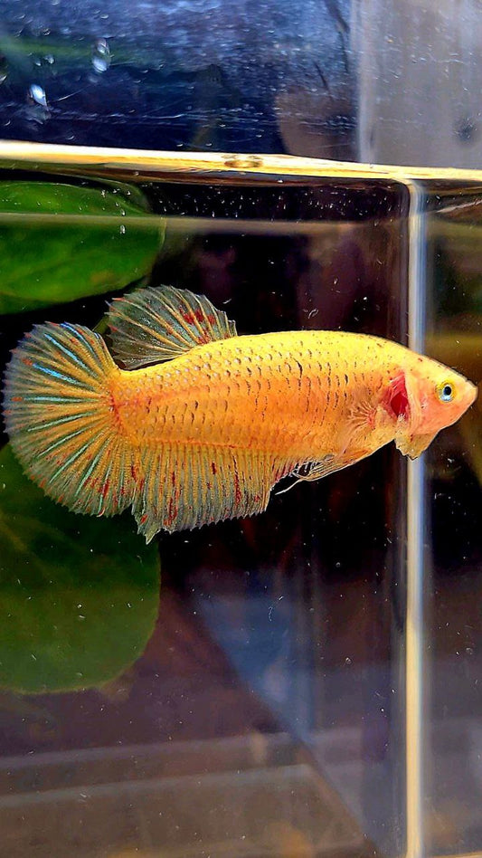 FEMALE PLAKAT YELLOW VANDA BETTA FISH