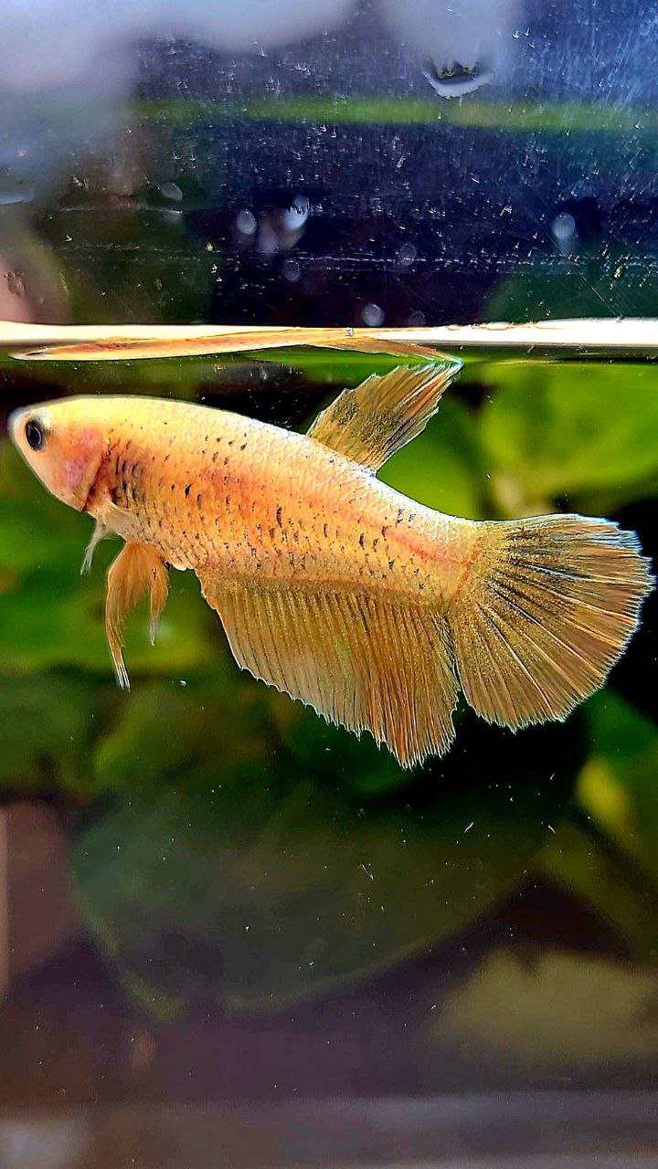 FEMALE HALFMOON GOLD MASCOT BETTA FISH
