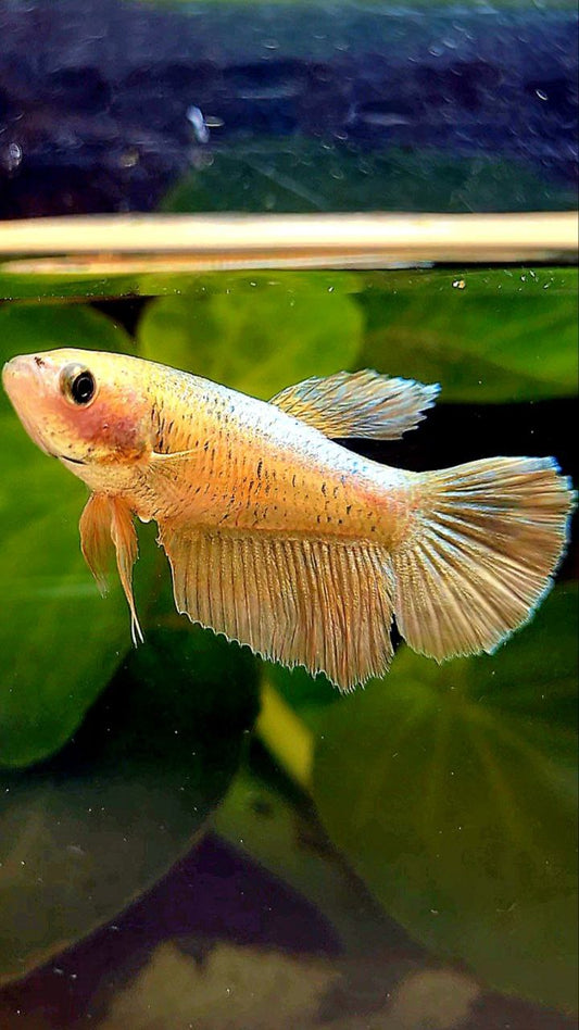 FEMALE HALFMOON GOLD MASCOT BETTA FISH