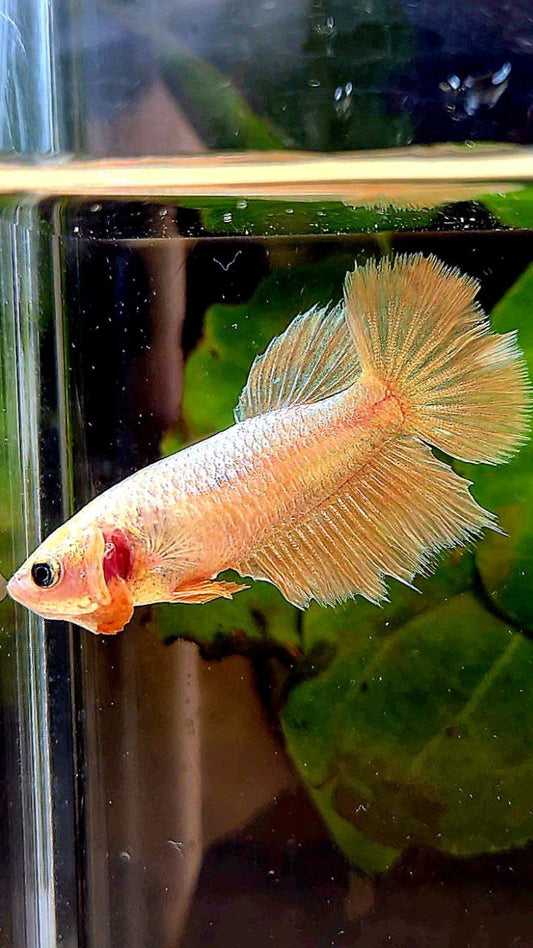 FEMALE HALFMOON SUPER GOLD BETTA FISH