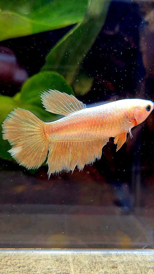 FEMALE HALFMOON SUPER GOLD BETTA FISH