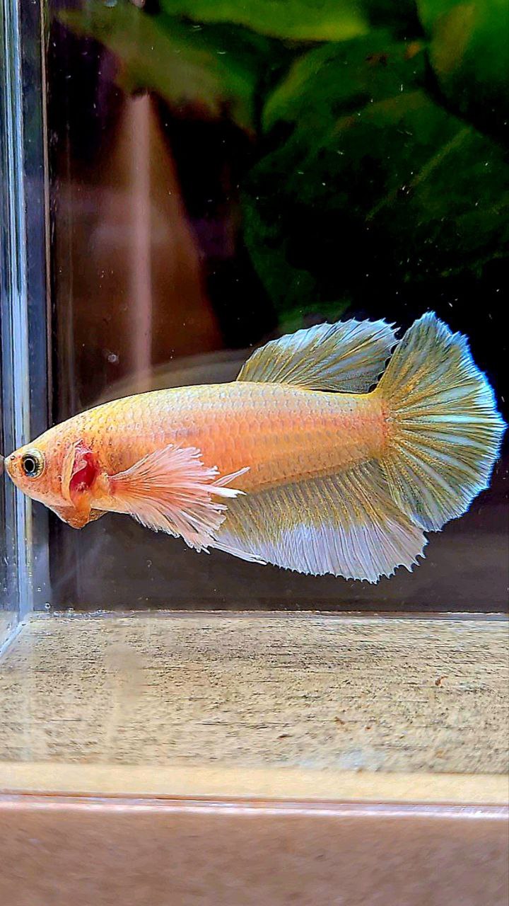 FEMALE HALFMOON DUMBO EAR (ONE EAR) GOLD BETTA FISH