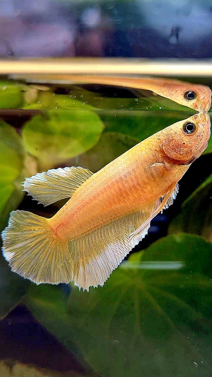 FEMALE HALFMOON DUMBO EAR (ONE EAR) GOLD BETTA FISH