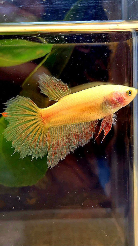 FEMALE HALFMOON YELLOW VANDA BETTA FISH