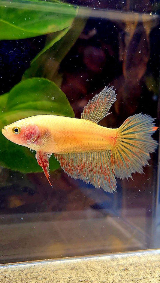 FEMALE HALFMOON YELLOW VANDA BETTA FISH