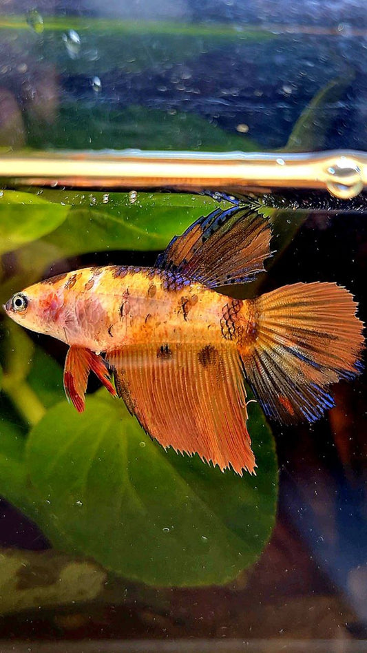 FEMALE HALFMOON ORANGE MULTICOLOR BETTA FISH