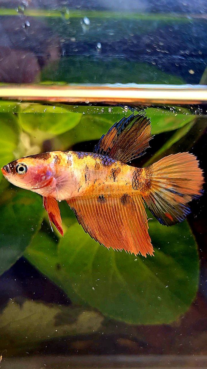 FEMALE HALFMOON ORANGE MULTICOLOR BETTA FISH