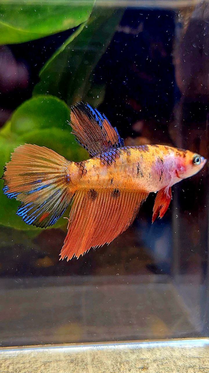 FEMALE HALFMOON ORANGE MULTICOLOR BETTA FISH