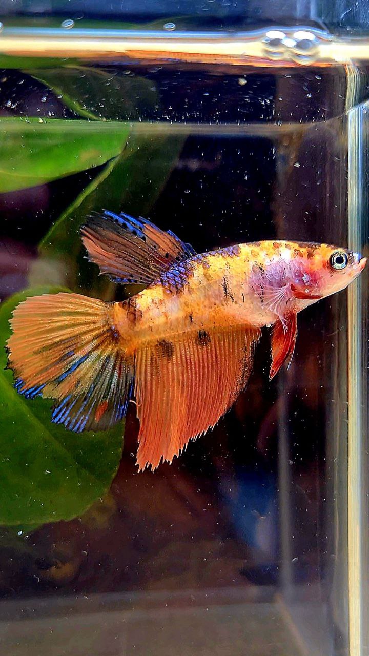 FEMALE HALFMOON ORANGE MULTICOLOR BETTA FISH