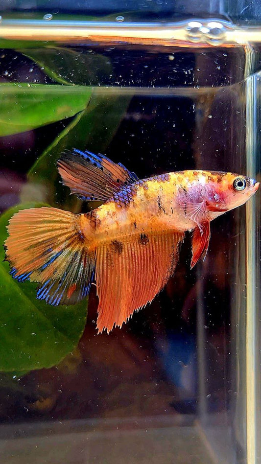 FEMALE HALFMOON ORANGE MULTICOLOR BETTA FISH