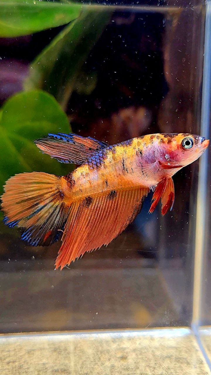 FEMALE HALFMOON ORANGE MULTICOLOR BETTA FISH