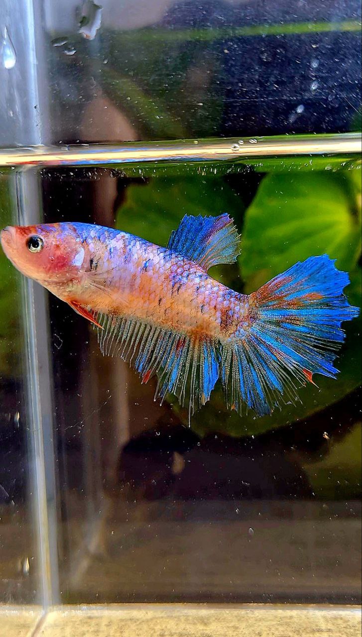 FEMALE HALFMOON MULTICOLOR BETTA FISH