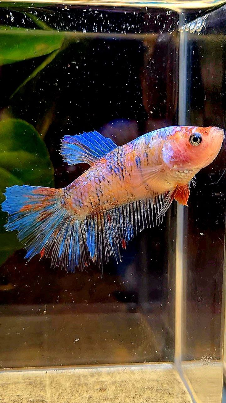 FEMALE HALFMOON MULTICOLOR BETTA FISH