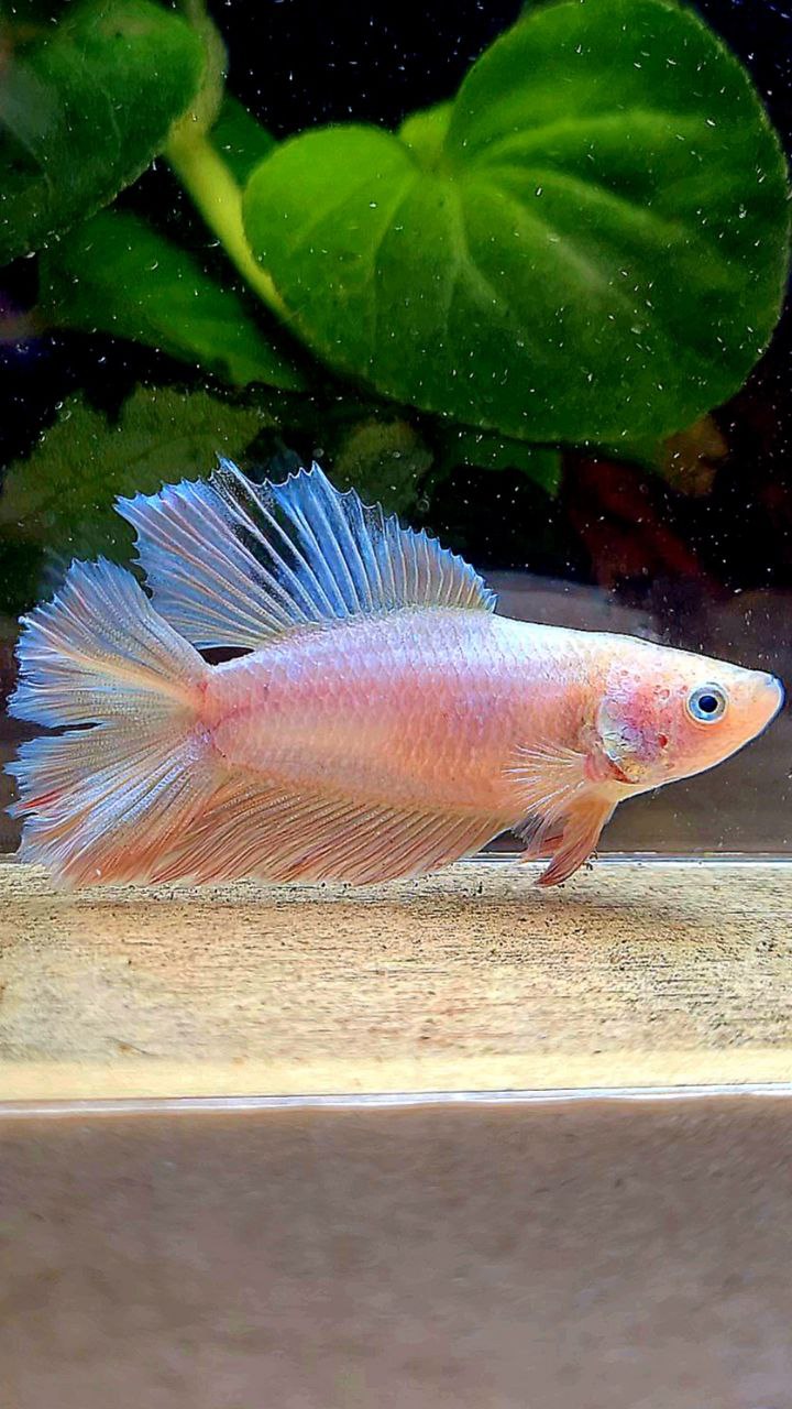 FEMALE HALFMOON DOUBLE TAIL PINK FLAMINGGO BETTA FISH