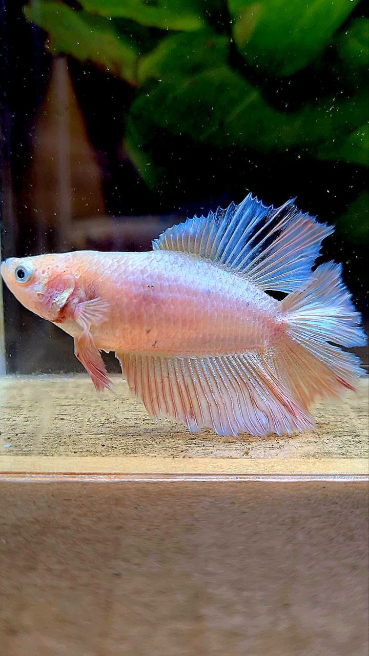 FEMALE HALFMOON DOUBLE TAIL PINK FLAMINGGO BETTA FISH