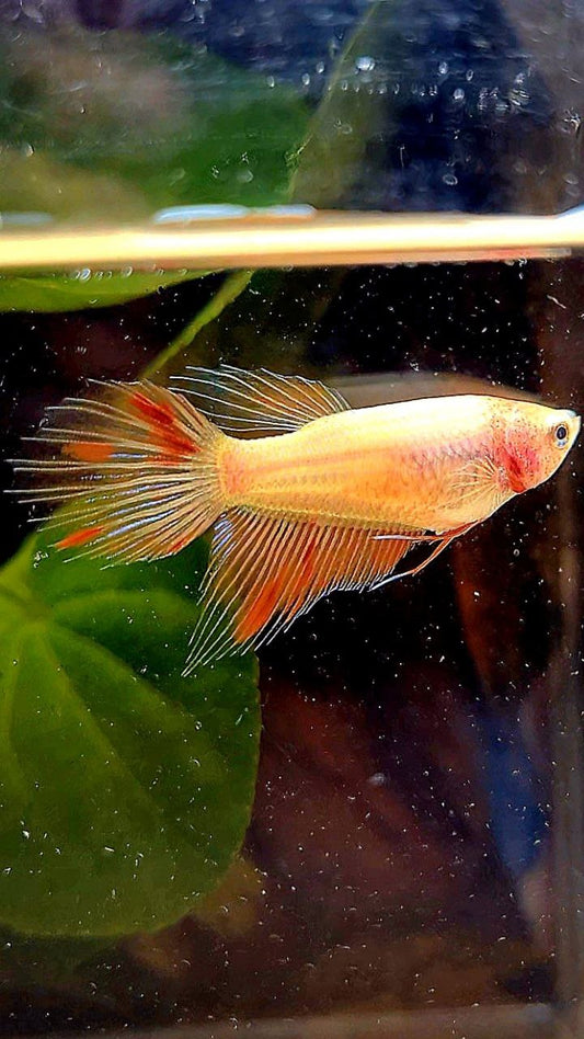 FEMALE VEILTAIL ARMAGEDDON BETTA FISH