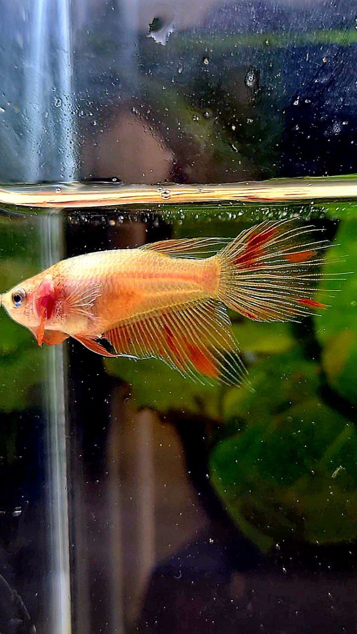 FEMALE VEILTAIL ARMAGEDDON BETTA FISH