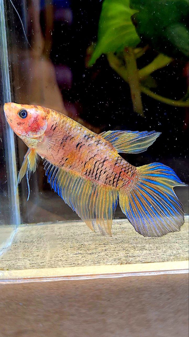 FEMALE VEILTAIL DOUBLE TAIL YELLOW METTALIC MULTICOLOR BETTA FISH