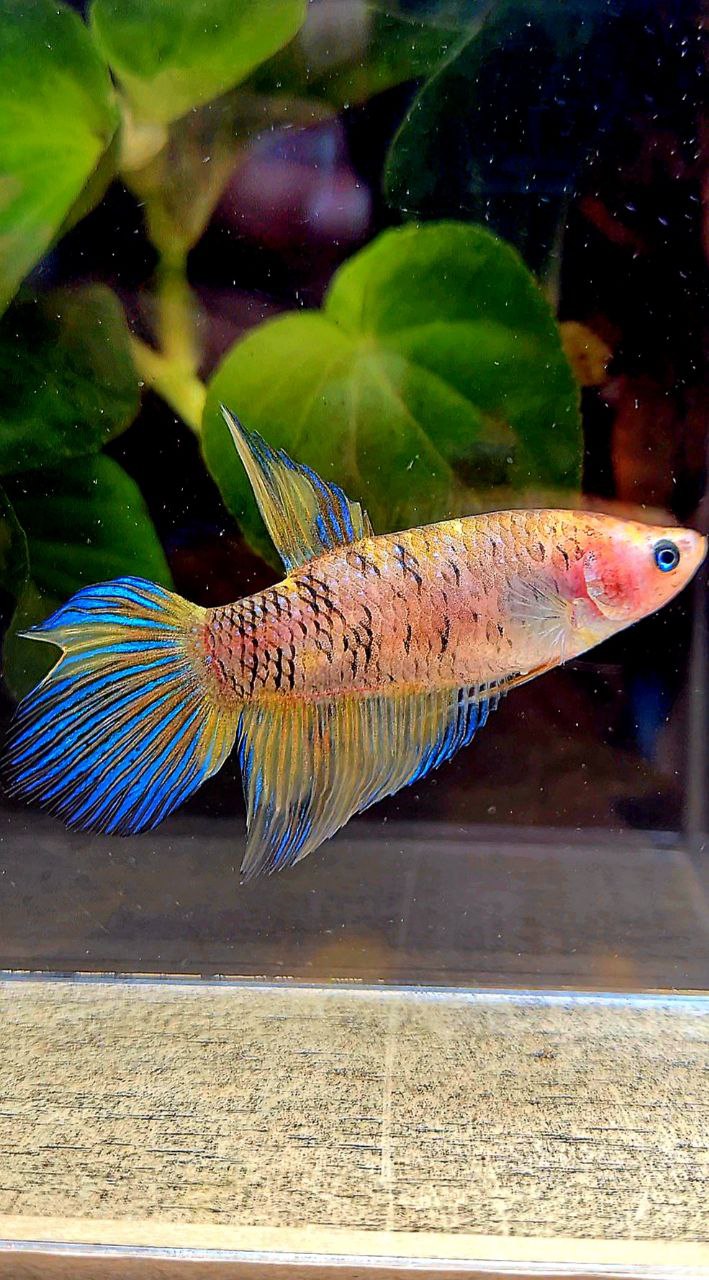 FEMALE VEILTAIL DOUBLE TAIL YELLOW METTALIC MULTICOLOR BETTA FISH