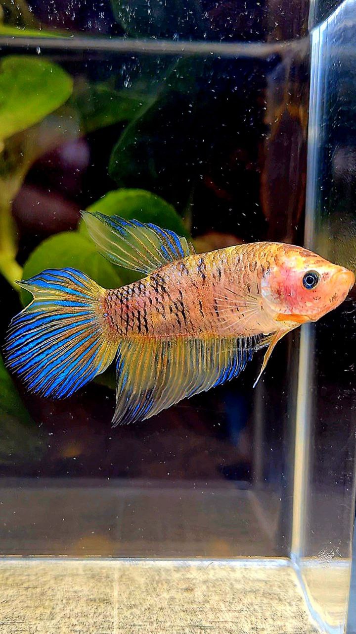FEMALE VEILTAIL DOUBLE TAIL YELLOW METTALIC MULTICOLOR BETTA FISH
