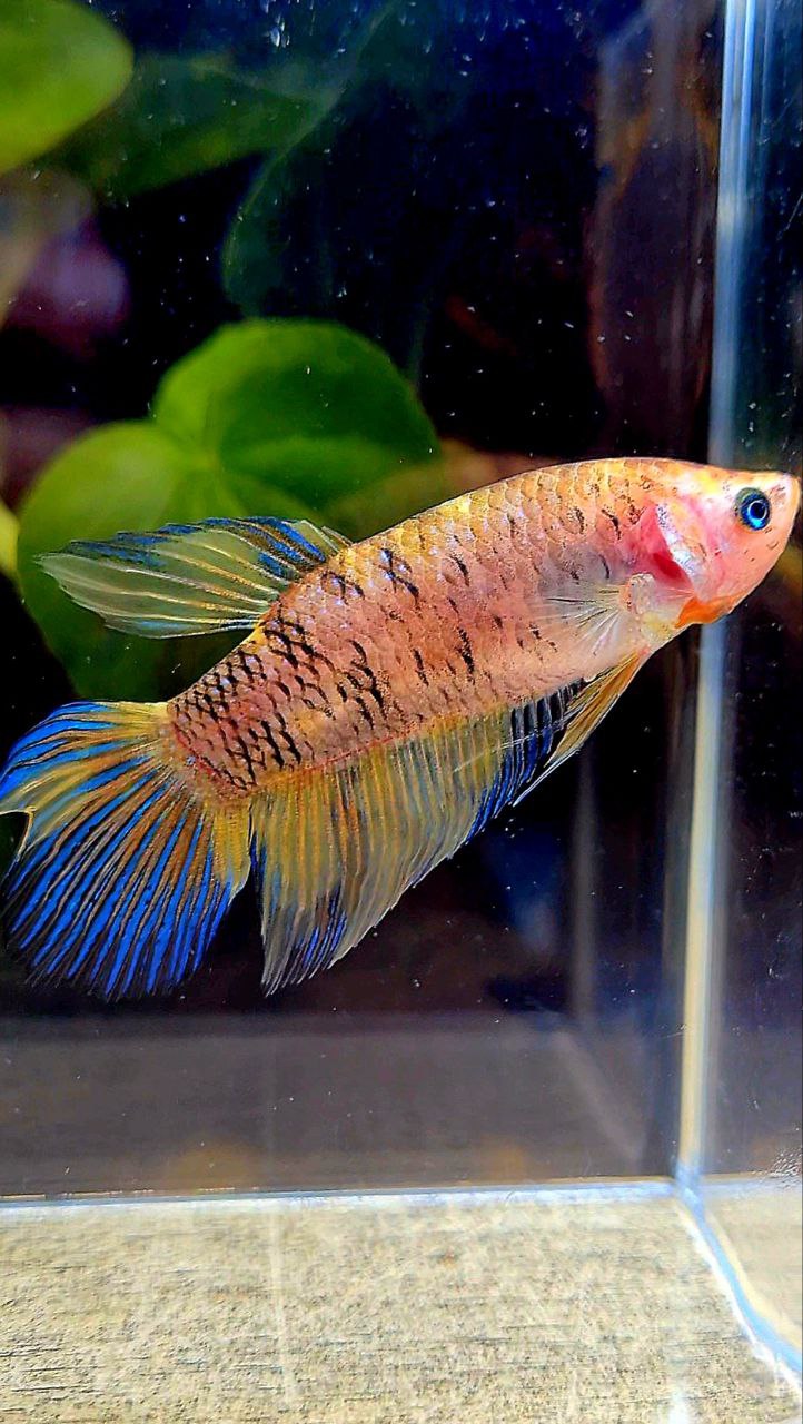 FEMALE VEILTAIL DOUBLE TAIL YELLOW METTALIC MULTICOLOR BETTA FISH