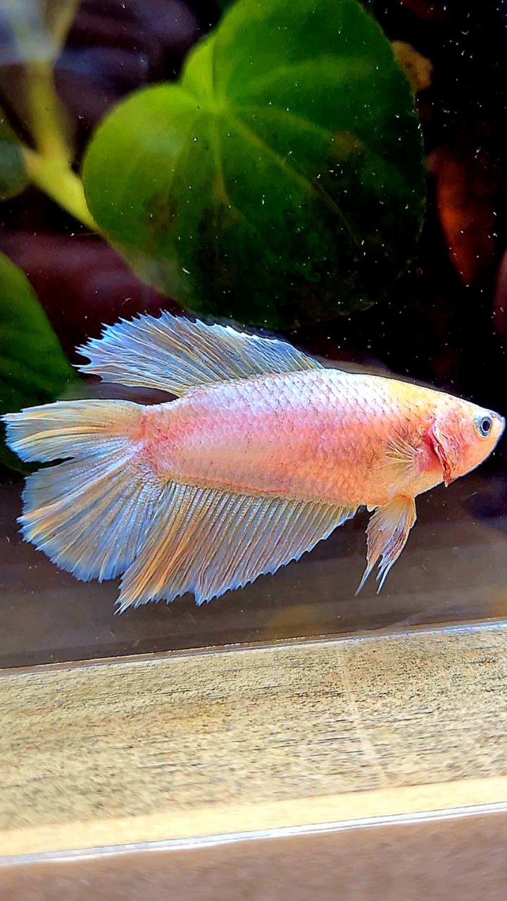 FEMALE HALFMOON DOUBLE TAIL PINK FLAMINGGO BETTA FISH