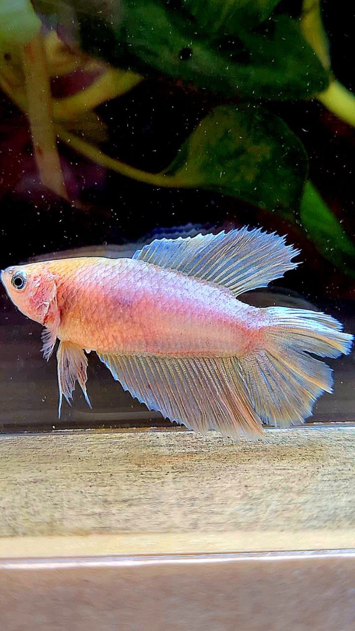 FEMALE HALFMOON DOUBLE TAIL PINK FLAMINGGO BETTA FISH