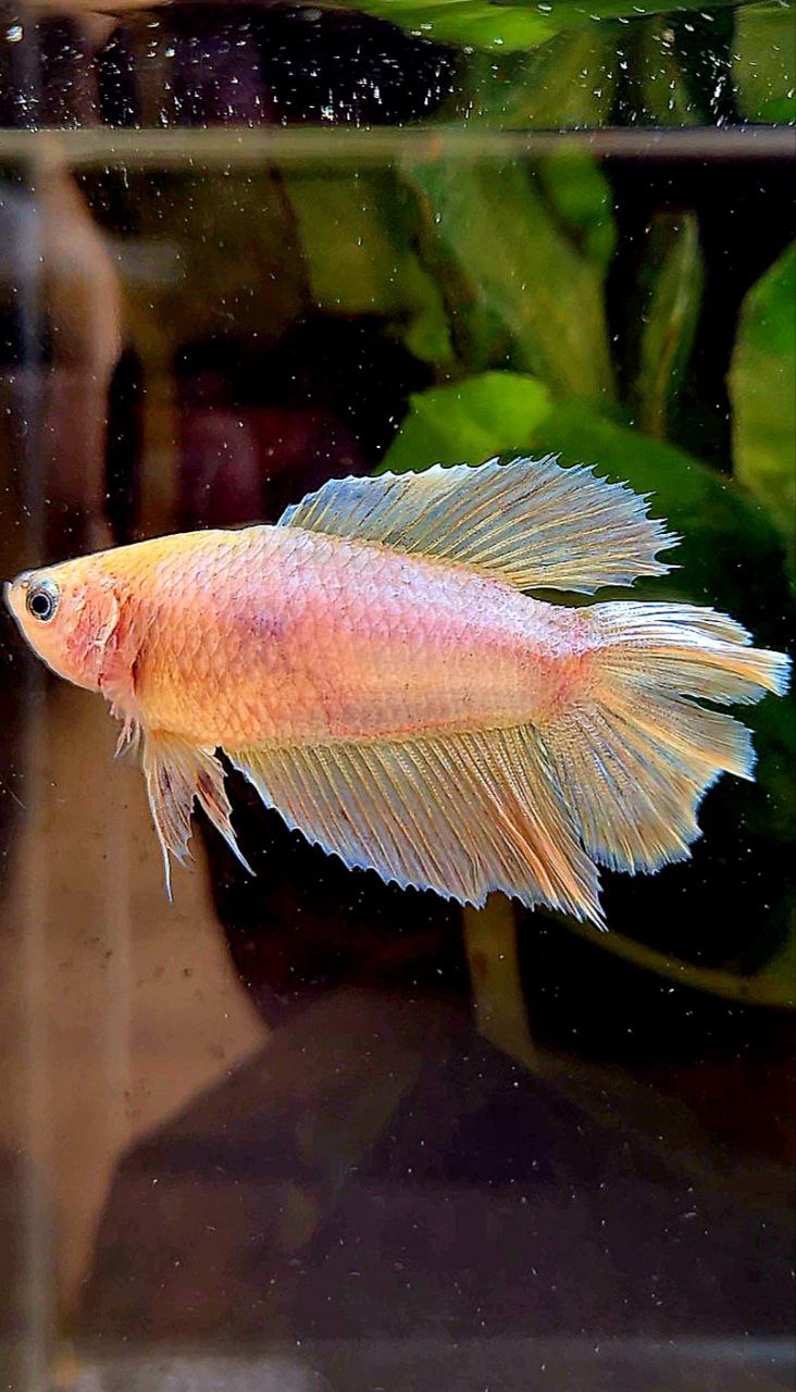 FEMALE HALFMOON DOUBLE TAIL PINK FLAMINGGO BETTA FISH