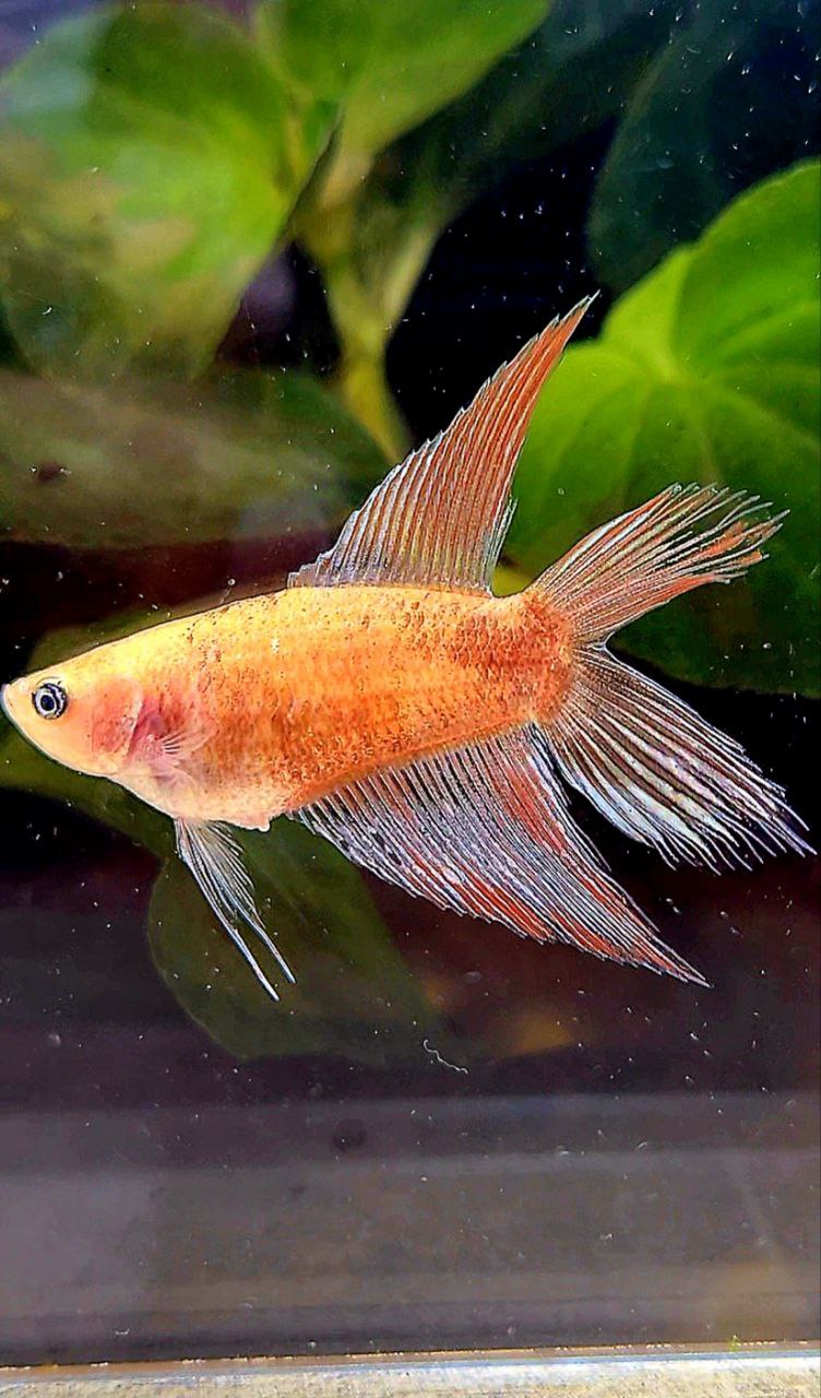 FEMALE VEILTAIL DOUBLE TAIL CELLOPHANE COPPER WASH BETTA FISH