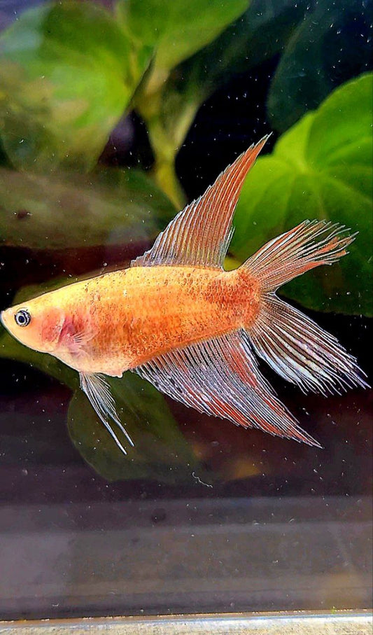 FEMALE VEILTAIL DOUBLE TAIL CELLOPHANE COPPER WASH BETTA FISH