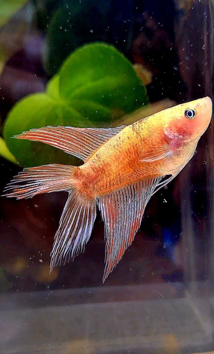 FEMALE VEILTAIL DOUBLE TAIL CELLOPHANE COPPER WASH BETTA FISH